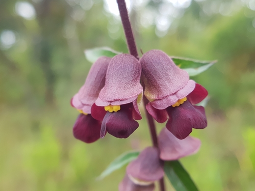 Zambezi Sunbell (Tinnea zambesiaca)