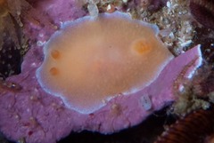 Doriopsilla capensis