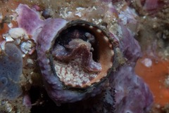 Thylacodes natalensis