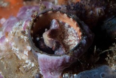 Thylacodes natalensis