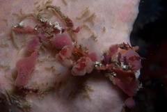 Achaeopsis spinulosa