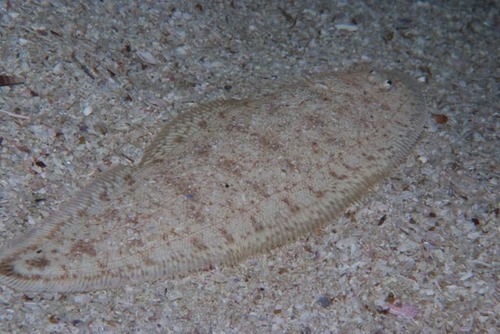 Sand tonguefish (Cynoglossus capensis) — Cynoglossidae — 4