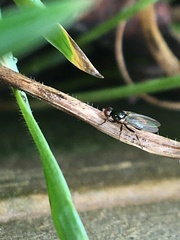 Piophilidae