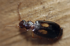 Dromius fenestratus