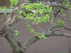 Lanius bucephalus