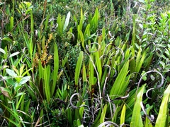 Polypodiopsida