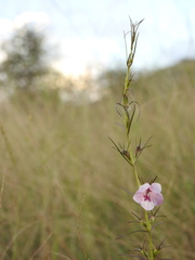 Parasopubia delphiniifolia