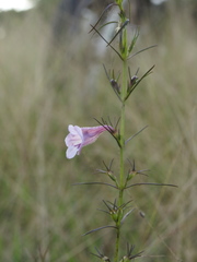 Parasopubia delphiniifolia