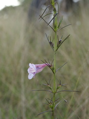 Parasopubia delphiniifolia