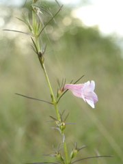 Parasopubia delphiniifolia
