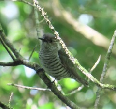 Chrysococcyx lucidus lucidus