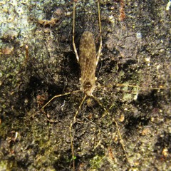 Amphineurus hudsoni