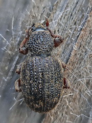 Otiorhynchus desertus