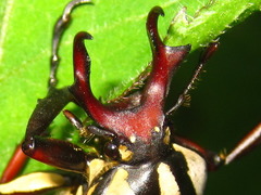 Dicronocephalus adamsi