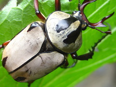 Dicronocephalus adamsi