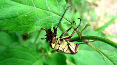 Dicronocephalus adamsi