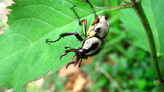 Dicronocephalus adamsi