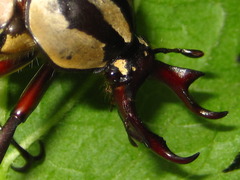 Dicronocephalus adamsi