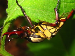 Dicronocephalus adamsi