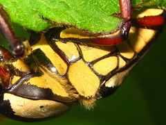 Dicronocephalus adamsi