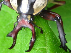 Dicronocephalus adamsi