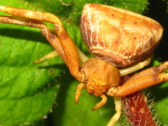 Pistius undulatus