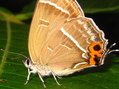 Chrysozephyrus smaragdinus