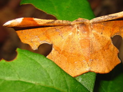 Fascellina chromataria