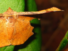 Fascellina chromataria
