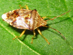 Elasmucha putoni