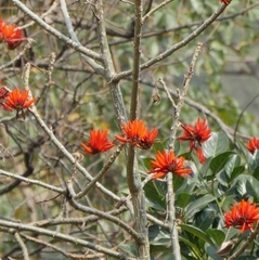 Erythrina variegata