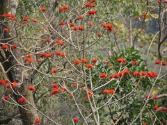 Erythrina variegata