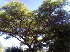 Vachellia sieberiana