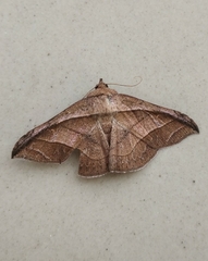 Tiruvaca subcostalis