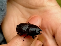Geodorcus helmsi
