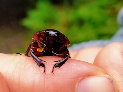 Geodorcus helmsi