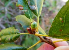 Callirhytis carmelensis