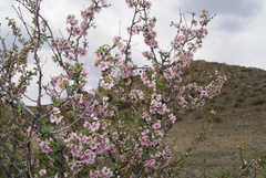 Prunus pedunculata
