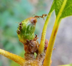 Callirhytis carmelensis