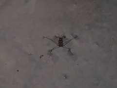 Metrocoris lituratus