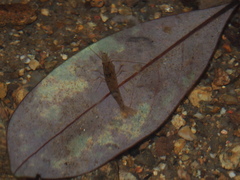 Caridina serrata