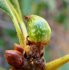 Callirhytis carmelensis