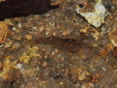 Caridina serrata