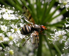 Otites porcus