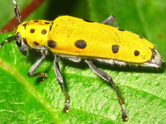 Saperda tetrastigma