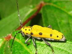 Saperda tetrastigma