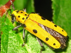 Saperda tetrastigma