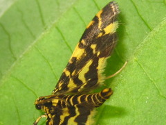 Piletocera luteosignata