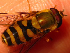 Syrphus vitripennis