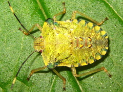 Pentatoma semiannulata